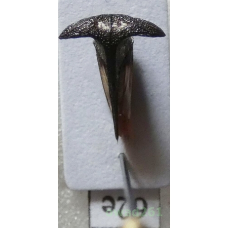 Membracidae sp. Rafinesque, 1815 Philippines62e